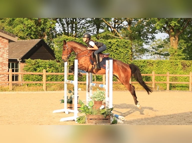 Other Breeds Gelding 17 years 14.2 hh Brown in Oost West en Middelbeers