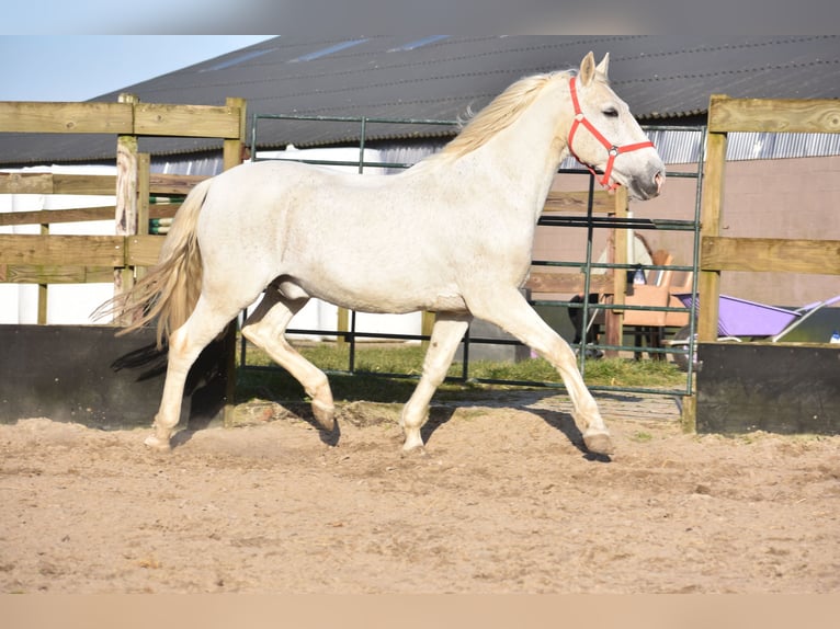 Other Breeds Gelding 17 years 15,2 hh Gray in Achtmaal