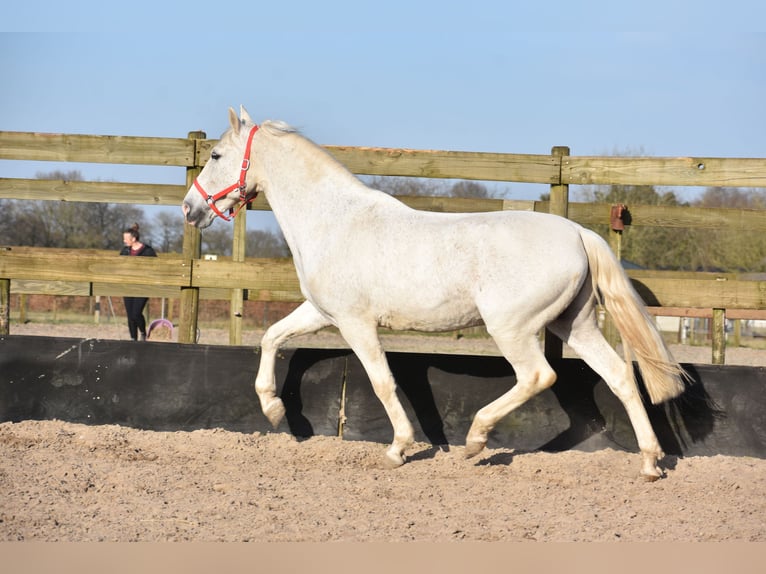 Other Breeds Gelding 17 years 15,2 hh Gray in Achtmaal