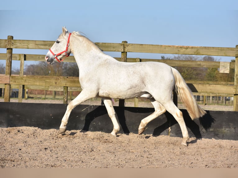 Other Breeds Gelding 17 years 15,2 hh Gray in Achtmaal