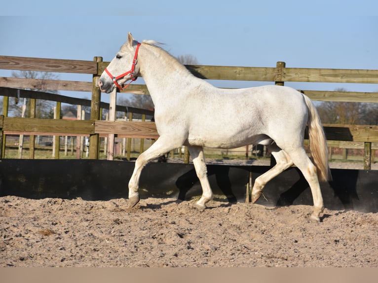 Other Breeds Gelding 17 years 15,2 hh Gray in Achtmaal