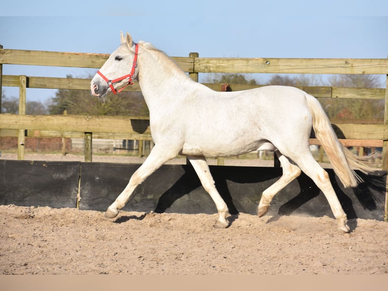 Other Breeds Gelding 17 years 15,2 hh Gray in Achtmaal