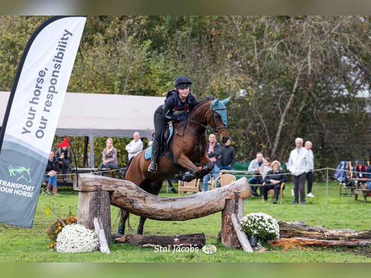 Other Breeds Mix Gelding 17 years 15 hh Brown in Voorthuizen