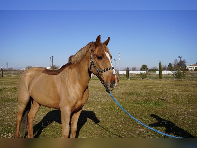 Other Breeds Gelding 17 years 15 hh Chestnut-Red in Alcorcon