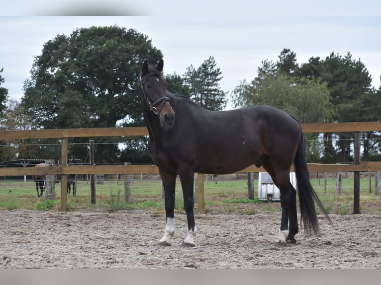 Other Breeds Gelding 17 years 15,1 hh Bay-Dark in Achtmaal