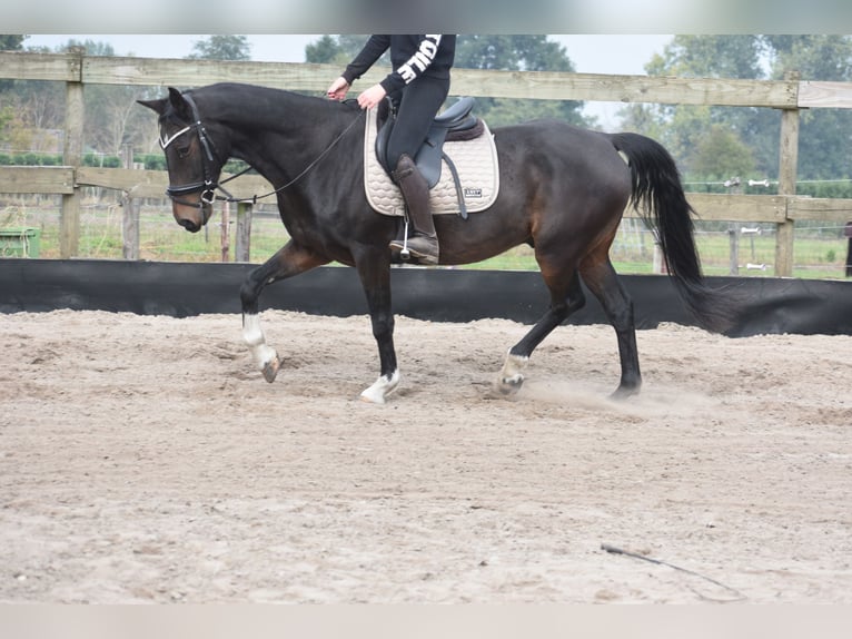 Other Breeds Gelding 17 years 15,1 hh Bay-Dark in Achtmaal