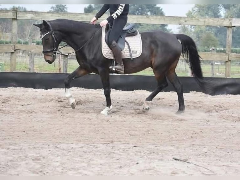 Other Breeds Gelding 17 years 15,1 hh Bay-Dark in Achtmaal