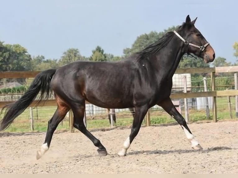 Other Breeds Gelding 17 years 15,1 hh Bay-Dark in Achtmaal