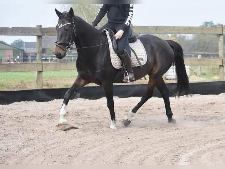 Other Breeds Gelding 17 years 15,1 hh Bay-Dark in Achtmaal