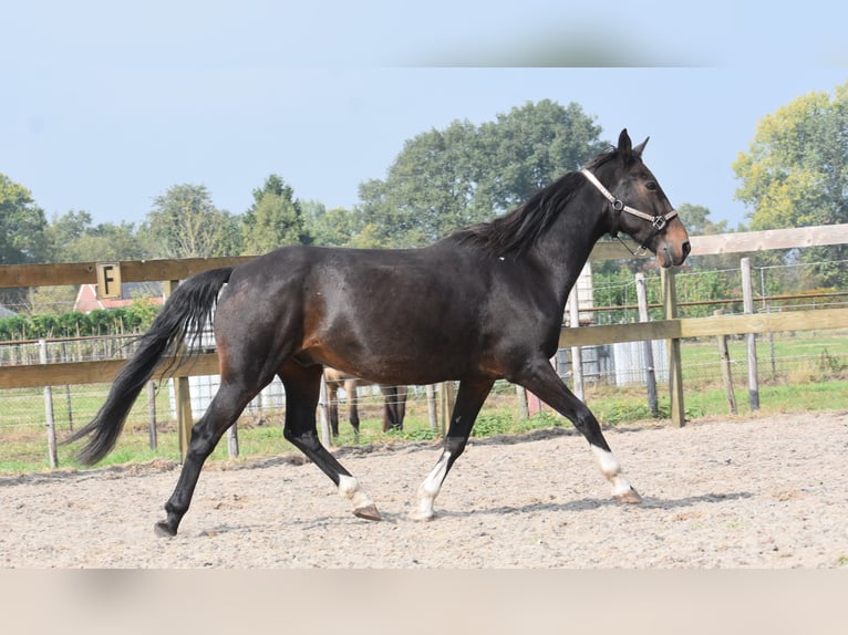 Other Breeds Gelding 17 years 15,2 hh Bay-Dark in Achtmaal