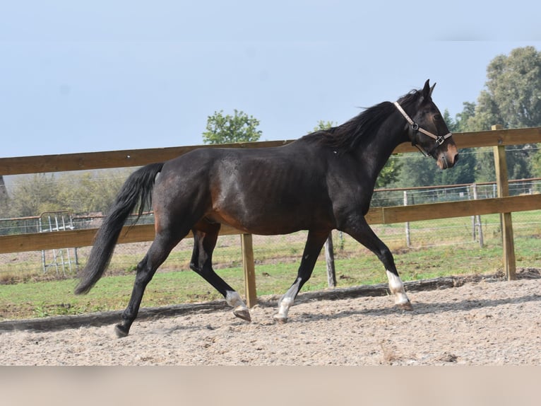 Other Breeds Gelding 17 years 15,2 hh Bay-Dark in Achtmaal