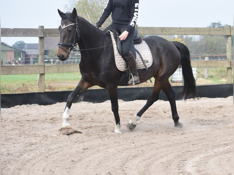 Other Breeds Gelding 17 years 15,2 hh Bay-Dark in Achtmaal