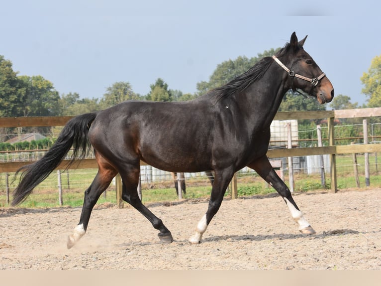 Other Breeds Gelding 17 years 15,2 hh Bay-Dark in Achtmaal Other Breeds Gelding 17 years 15,2 hh Bay-Dark in Achtmaal