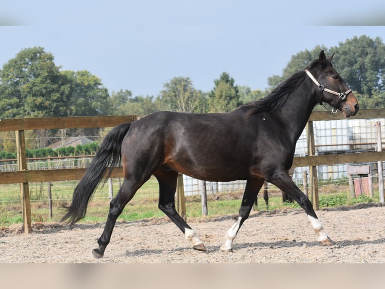 Other Breeds Gelding 17 years 15,2 hh Bay-Dark in Achtmaal