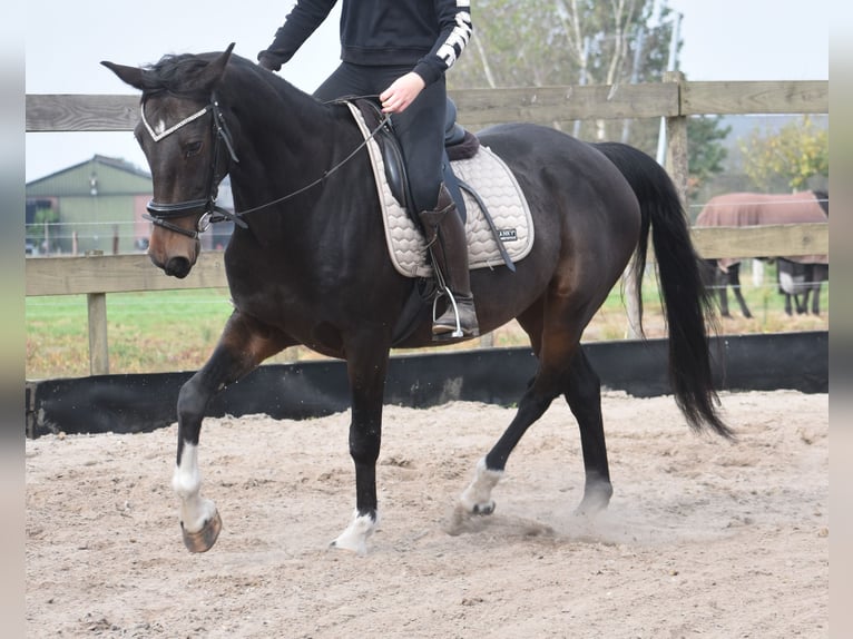 Other Breeds Gelding 17 years 15,2 hh Bay-Dark in Achtmaal