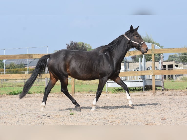 Other Breeds Gelding 17 years 15,2 hh Bay-Dark in Achtmaal