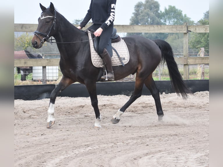 Other Breeds Gelding 17 years 15,2 hh Bay-Dark in Achtmaal