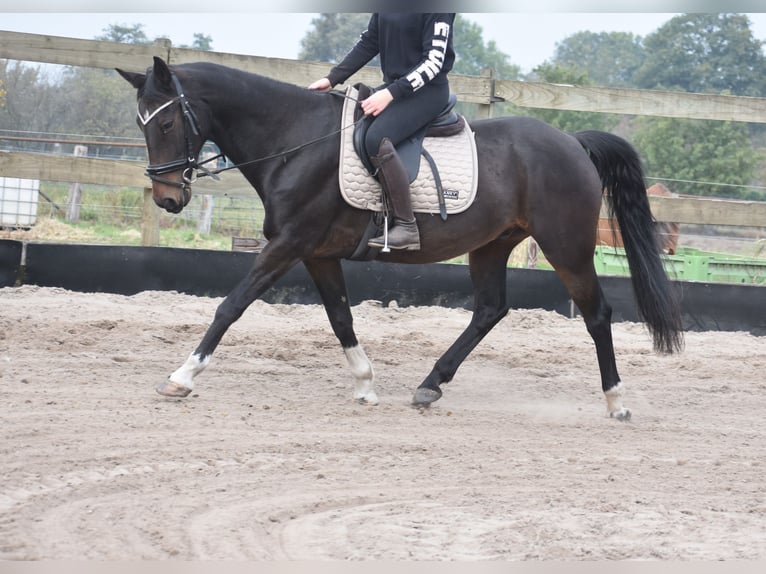 Other Breeds Gelding 17 years 15,2 hh Bay-Dark in Achtmaal