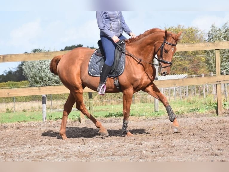 Other Breeds Gelding 17 years 15,2 hh Chestnut-Red in Achtmaal