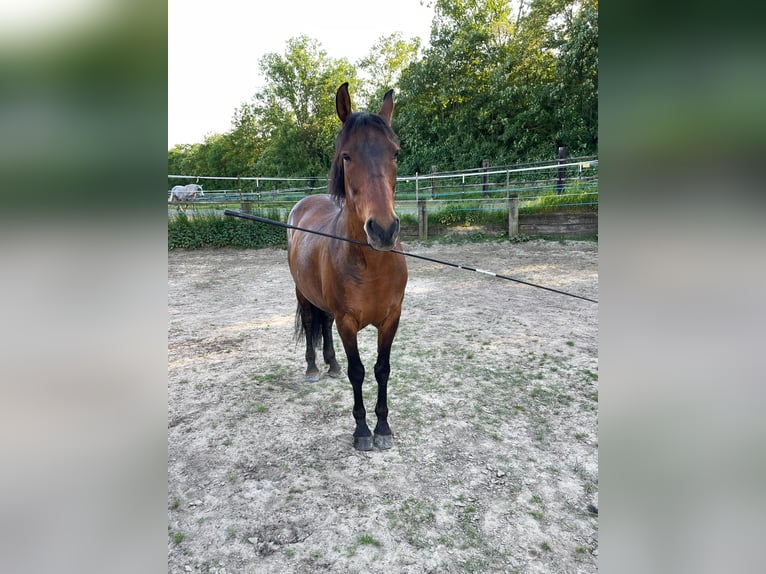 Other Breeds Mix Gelding 17 years 16,1 hh Bay-Dark in Neukirchenn-Vluyn