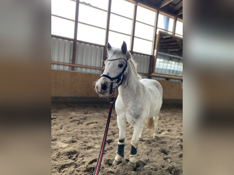 Other Breeds Mix Gelding 18 years 12,2 hh Leopard-Piebald in Uslar
