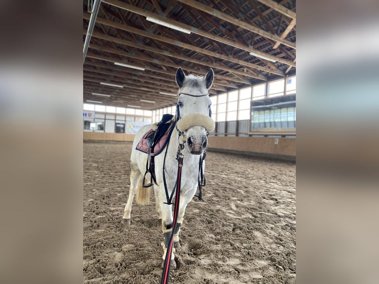 Other Breeds Mix Gelding 18 years 12,2 hh Leopard-Piebald in Uslar