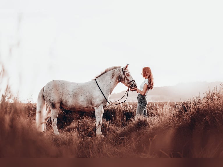 Other Breeds Mix Gelding 18 years 12,2 hh Leopard-Piebald in Uslar