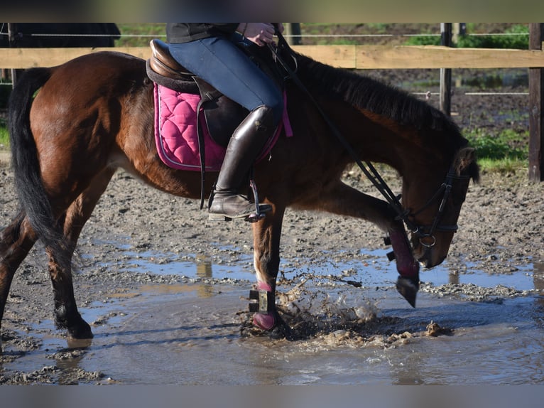 Other Breeds Gelding 18 years 13 hh Brown in Achtmaal