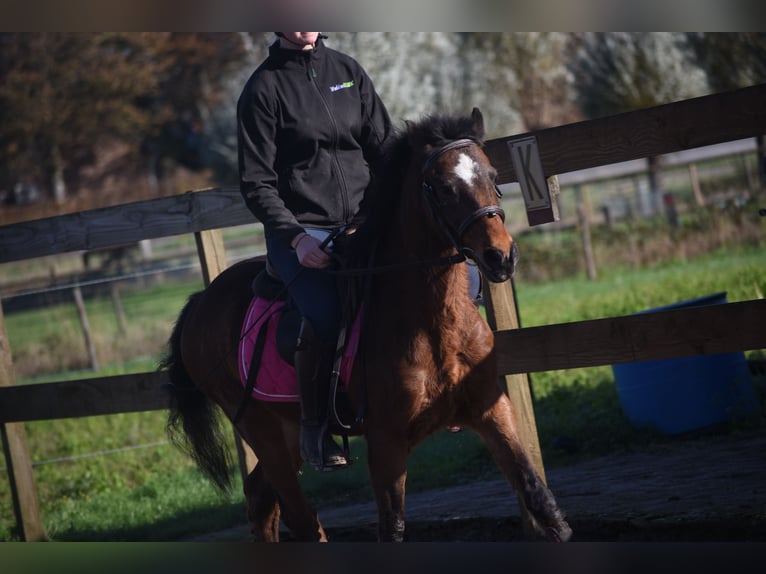 Other Breeds Gelding 18 years 13 hh Brown in Achtmaal