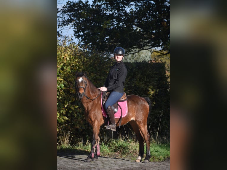 Other Breeds Gelding 18 years 13 hh Brown in Achtmaal