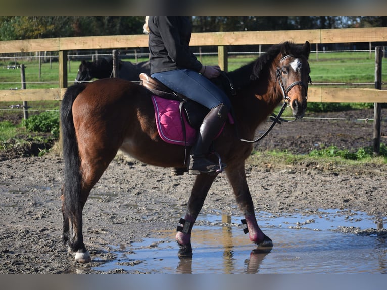 Other Breeds Gelding 18 years 13 hh Brown in Achtmaal