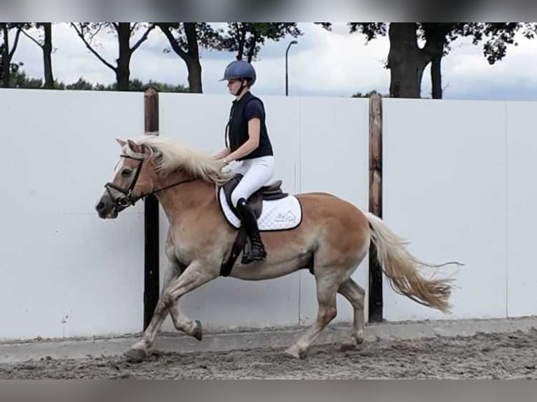 Other Breeds Gelding 19 years 14.1 hh Chestnut-Red in Waddinxveen