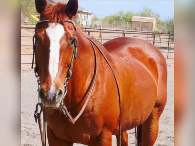 Other Breeds Gelding 19 years 15 hh Sorrel in Wittmann