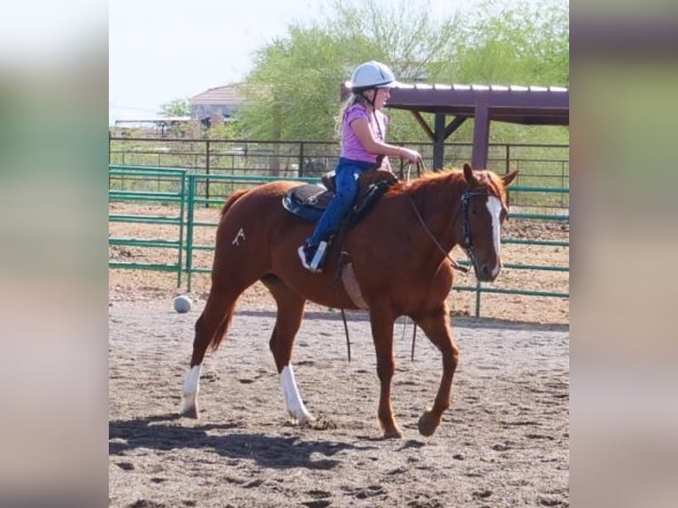 Other Breeds Gelding 19 years 15 hh Sorrel in Wittmann