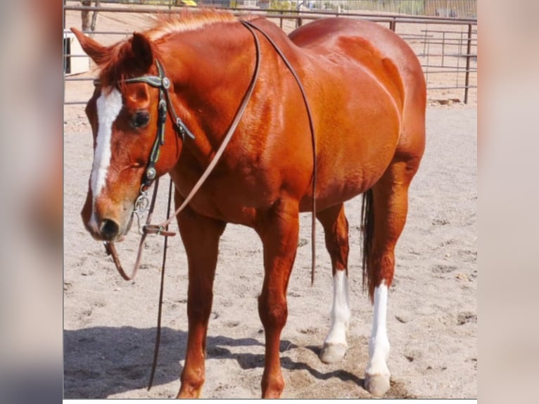 Other Breeds Gelding 19 years 15 hh Sorrel in Wittmann