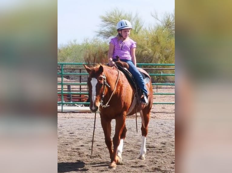 Other Breeds Gelding 19 years 15 hh Sorrel in Wittmann
