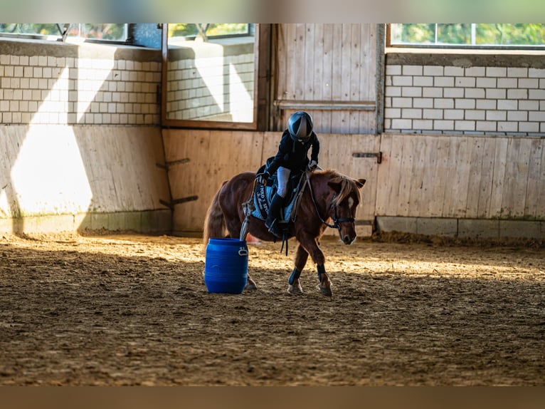 Other Breeds Mix Gelding 20 years 11,1 hh Chestnut-Red in Sprockh&#xF6;vel