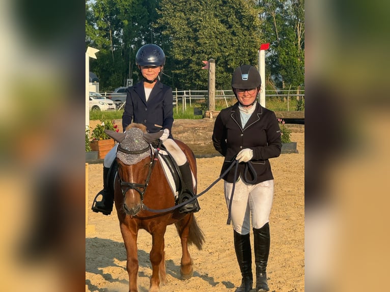 Other Breeds Mix Gelding 20 years 11,1 hh Chestnut-Red in Sprockh&#xF6;vel