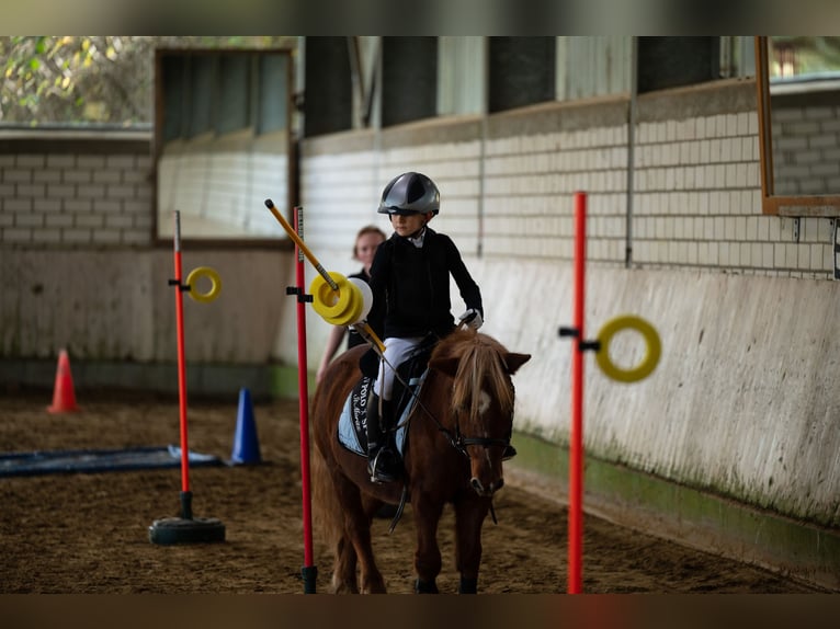 Other Breeds Mix Gelding 20 years 11,1 hh Chestnut-Red in Sprockh&#xF6;vel