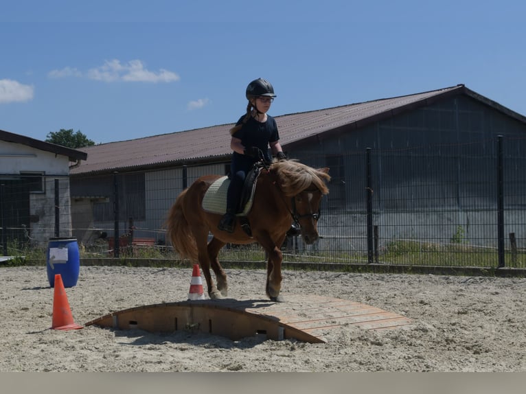 Other Breeds Mix Gelding 20 years 11,1 hh Chestnut-Red in Sprockh&#xF6;vel