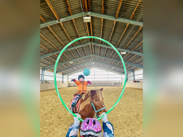 Other Breeds Mix Gelding 20 years 11,1 hh Chestnut-Red in Sprockh&#xF6;vel