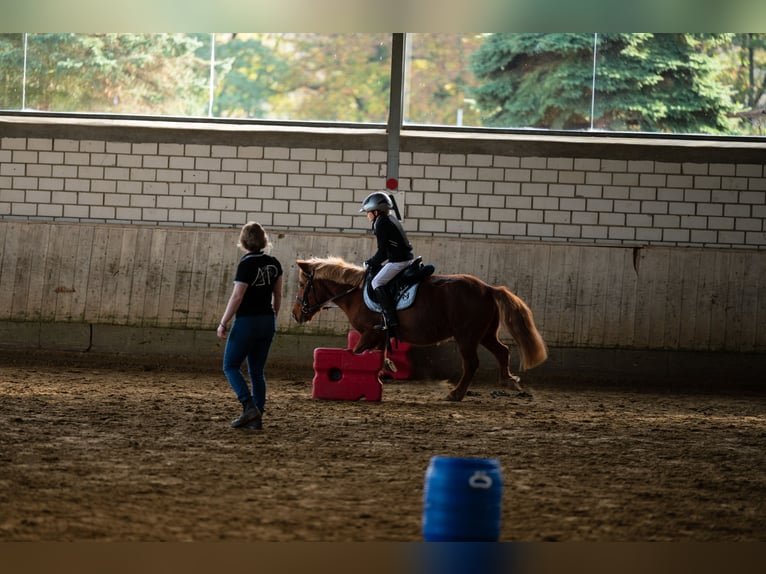 Other Breeds Mix Gelding 20 years 11,1 hh Chestnut-Red in Sprockh&#xF6;vel