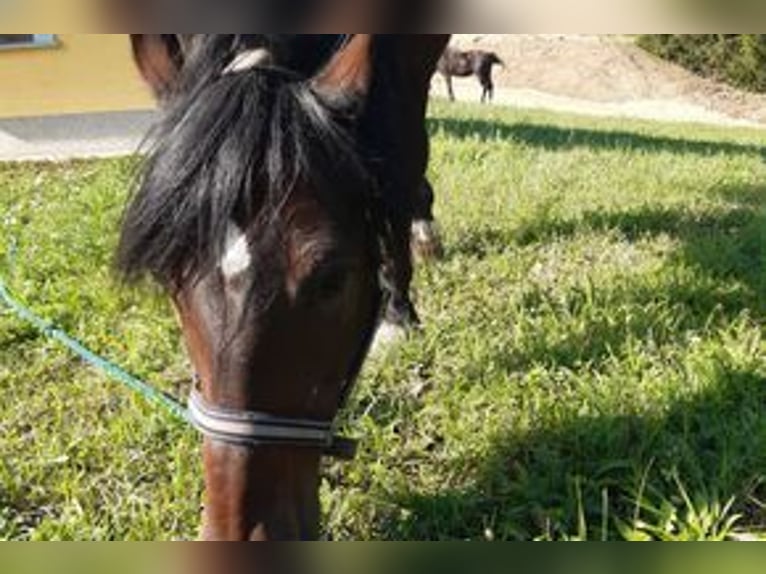 Other Breeds Mix Gelding 20 years 14,2 hh Bay in Baumgartenberg