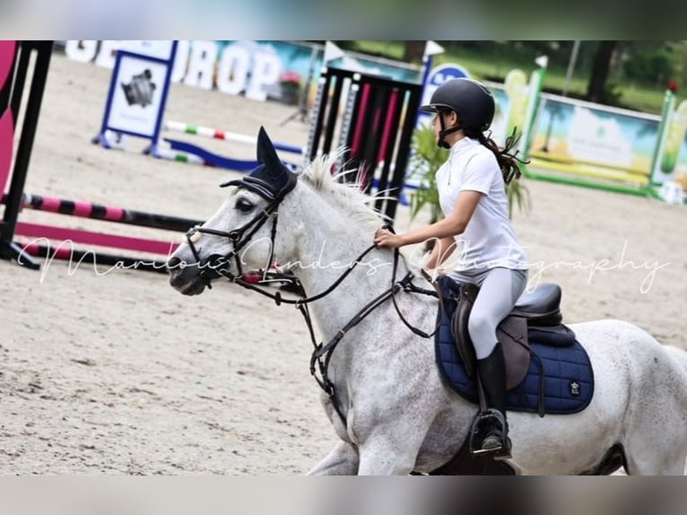 Other Breeds Mix Gelding 20 years 14,2 hh Gray in Veldhoven