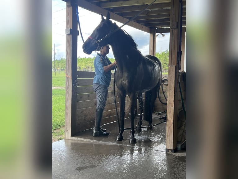 Other Breeds Mix Gelding 20 years 15 hh Bay-Dark in Chiefland