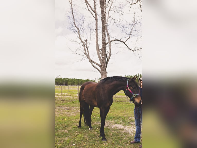 Other Breeds Mix Gelding 20 years 15 hh Bay-Dark in Chiefland