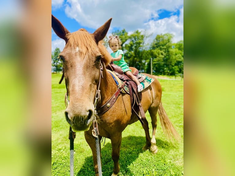 Other Breeds Gelding 20 years 15 hh Chestnut in Elizabethtown