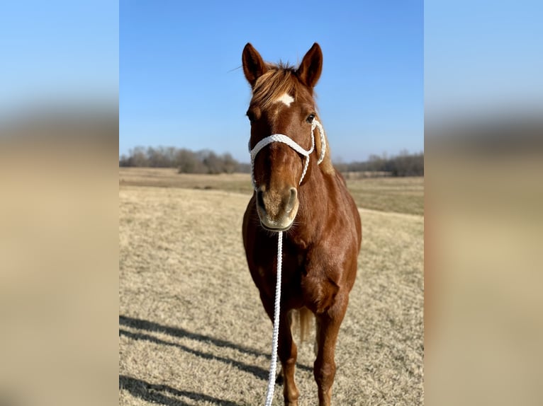 Other Breeds Gelding 20 years 15 hh Chestnut in Elizabethtown