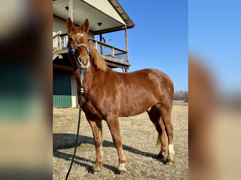 Other Breeds Gelding 20 years 15 hh Chestnut in Elizabethtown