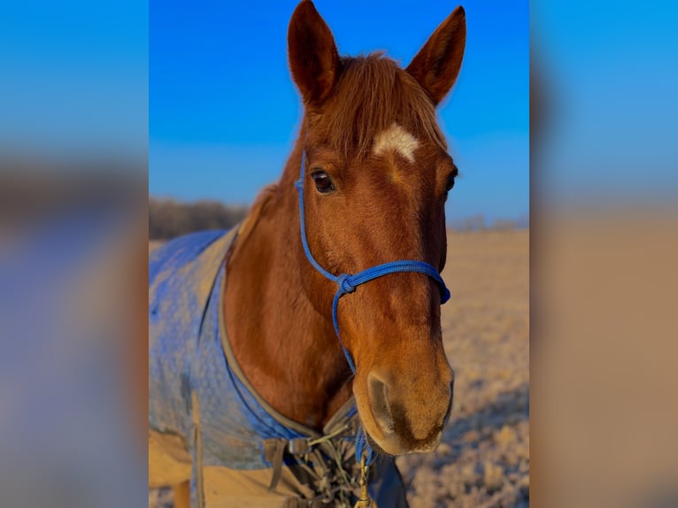 Other Breeds Gelding 20 years 15 hh Chestnut in Elizabethtown